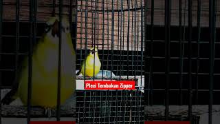 Download lagu Pleci Tembakan Zipper Panjang || Pleci Pacitan Gacor || Masteran Pleci mp3 Download lagu Pleci Tembakan Zipper Panjang || Pleci Pacitan Gacor || Masteran Pleci mp3