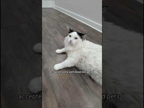 The Story of a 31lb Rescue Cat