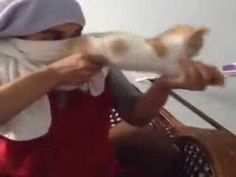 Hilarious Cat Gun