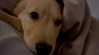- Bisuke's morning is early today as well・・・lol【Golden retriever puppy】