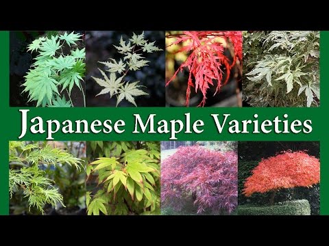 download lagu mp3 mp4 Japanese Maple Varieties, download lagu Japanese Maple Varieties gratis, unduh video klip Japanese Maple Varieties