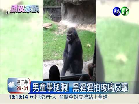 小孩學搥胸! 黑猩猩拍玻璃反擊