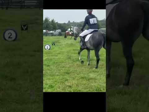 14hh Connemara 7 yo experienced pony club pony - Image 2