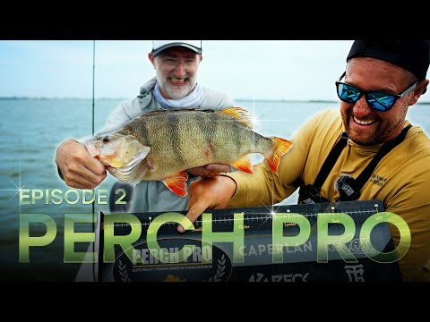 PERCH PRO 11 - Episode 2