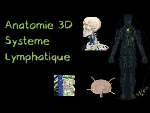 Description Anatomique 3D du Système lymphatique (Naturosoutien)