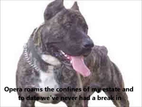 Presa Canario