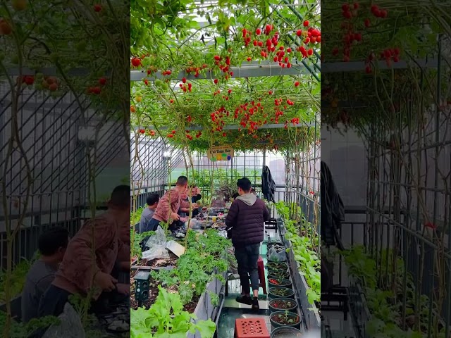 Video hệ thống tưới vận hành