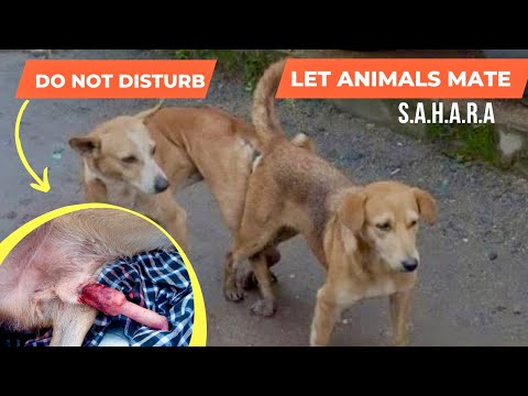 कुत्तों को सम्भोग करते वक़्त पत्थर मारने या ज़बरदस्ती हटाने से ये होता है। #mating #dogmating #dog