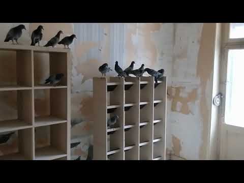 Jungtauben warten auf Taubenschlag