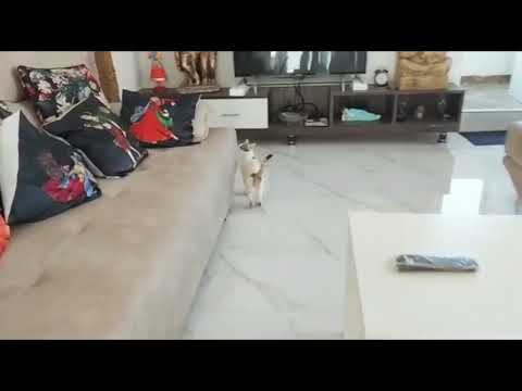 Unexpected guest to my home#@Shree’s creative cabin