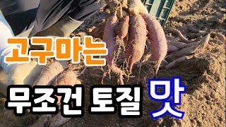 고구마 캐보니 토질이 무조건 좋아야 하는 이유?