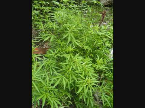 El Kable Mix vol.1-la bayer (My Studio)