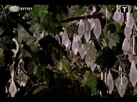 A pegada humana - parte 2