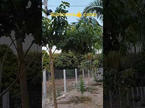 🌾Mudas Ipê Amarelo Serra Crato Araripe Ceará 🌾