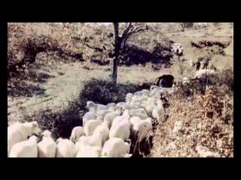 La Transumanza 1964 fonni.