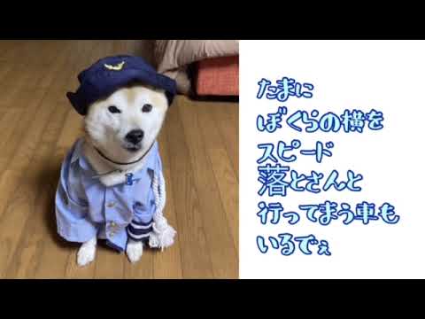 ワンワンU・x・Uお悩み相談室5️⃣3️⃣〜鯖江市「蓮くん」 #歩行者のそばを通る時は安全な間隔をあけたり徐行して優しい運転を🚙