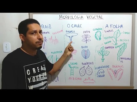 RESUMÃO: MORFOLOGIA BÁSICA DA RAIZ, DO CAULE E DA FOLHA NAS ANGIOSPERMAS