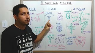 RESUMÃO: MORFOLOGIA BÁSICA DA RAIZ, DO CAULE E DA FOLHA NAS ANGIOSPERMAS