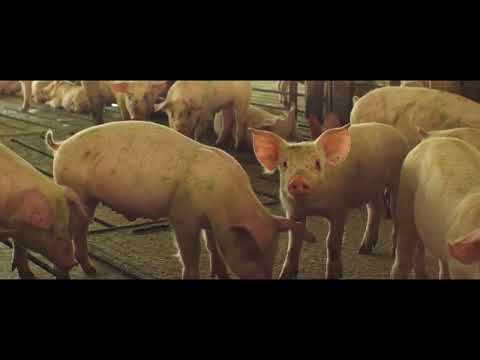 Do you know everything behind Kowi’s flavor? 🐷💪