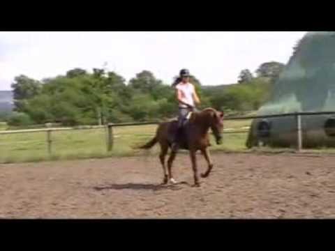 Scott - 3 years old gelding by Scolari - White Star in training