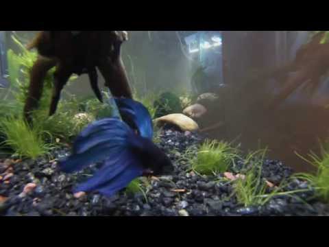 10 Gallon Betta Fish Tank GoPro in tank