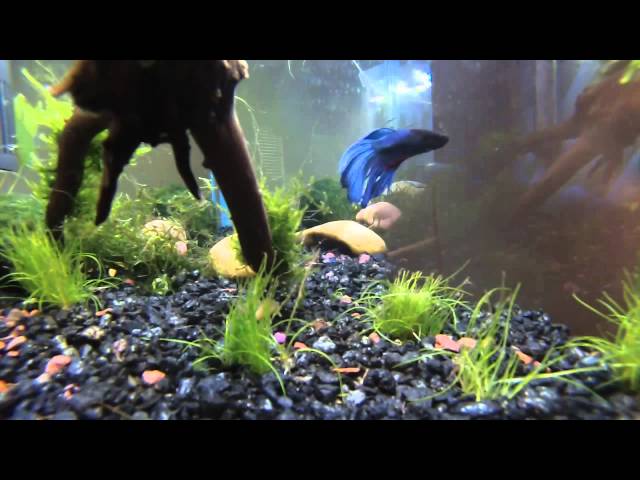 10 Gallon Betta Fish Tank GoPro in tank