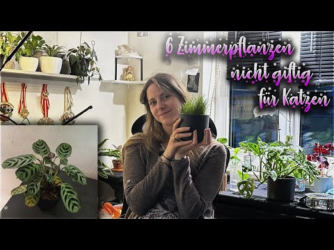 6 Pflanzen die für Katzen ungiftig sind