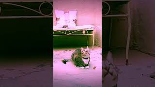 Download lagu Cat Jumping w/ Fun Special Effects #cats #shorts #catshorts #cat #jumpingcat #fx #gocats #catlovers mp3