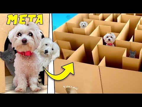 MY DOG AND CAT ESCAPE FROM A GIANT CARDBOARD MAZE!! 📦🙀