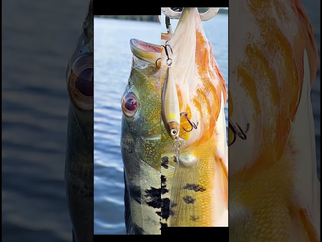 Vídeo relacionado con Rapala - Señuelo de Pesca X-Light Minnow, tamaño: 5 cm/4 g, señuelo de Agua Dulce Que se Hunde, Profundidad de nado: 0,6-0,9 m, Aparejo de Pesca de plástico, Color: Ayu AYU
