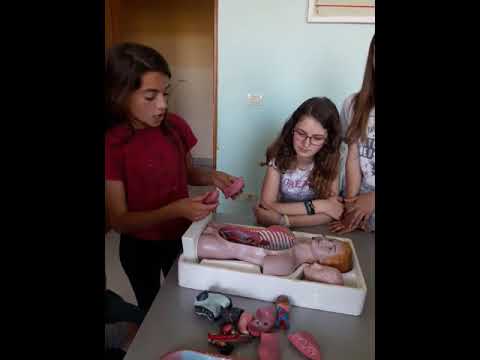 Biologji Vendosja e organeve te njeriut