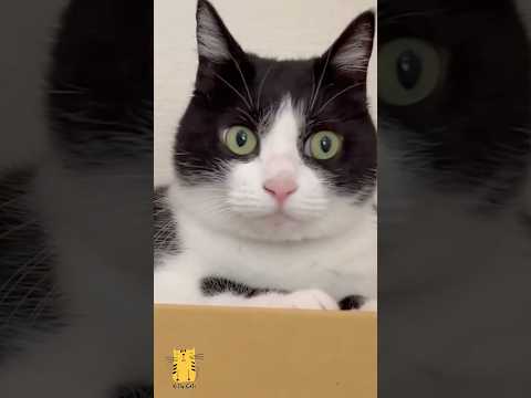 Funny Cat & Cute Kittens725😻 #shorts #kucing #kucinglucu #funny #pet #cat #foryou #viral #viralvideo