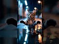 The kitten is enjoying a stroll in the rain