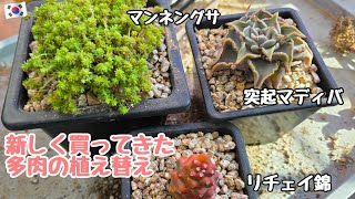 【多肉植物】突起マディバ、マンネングサ、リチェイ錦の植え替え！多肉農園で買ってきた多肉紹介
