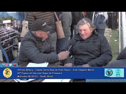 06-10-21 - Alfredo Bellocq - Cabaña Santa Rosa de Indio Nuevo - Gran Campeón Macho