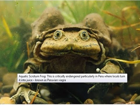 World’s Ugliest Animals Need Saving From Extinction Too – Just Check These Little Beauties Out