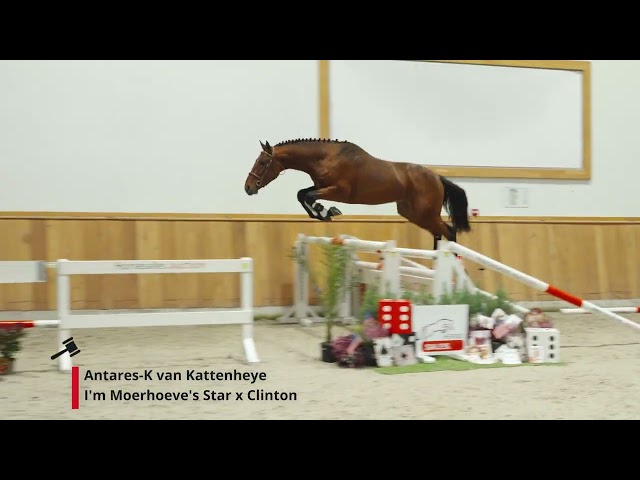 Antares-K van Kattenheye