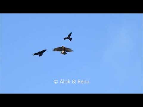 Mountain Hawk-Eagle : aerial fight : Amazing Wildlife of India by Renu Tewari and Alok Tewari