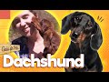 Dachshund The Sausage Dog Pet Guide