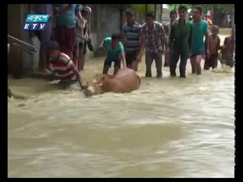 পানিবন্দি অর্ধলক্ষাধিক মানুষ