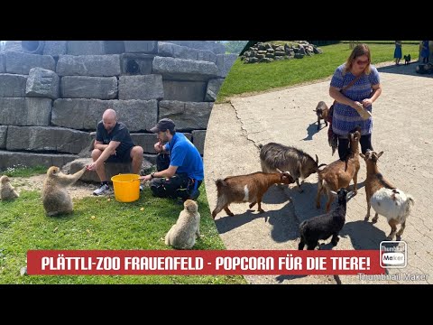 Affenfütterung im Plättli-Zoo