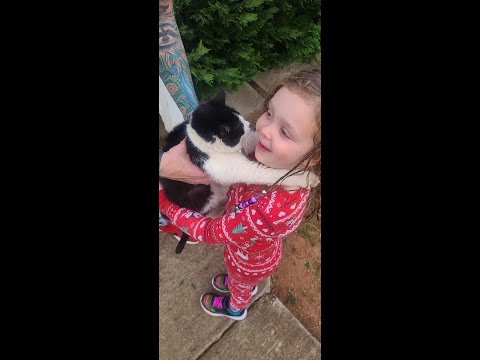 Lostmykitty Com