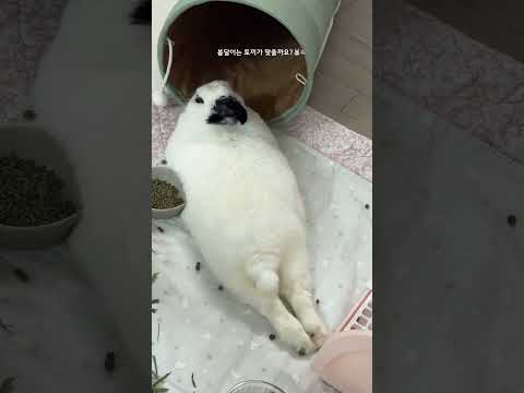 토끼인줄 알았는데 역시 아니었나