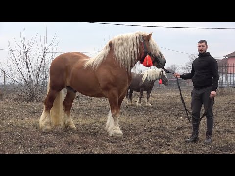 Caii lui Marius de la Turda, Cluj - Prezentare iepe, manji si armasari -2020 Nou!!!