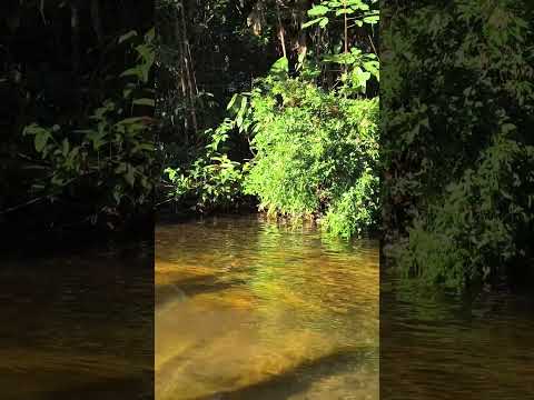 Novo Airão -AM #amazonas