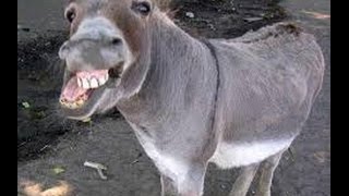 The craziest animals Cutest Pet Best vine compilation   Best beautiful animals funny humor