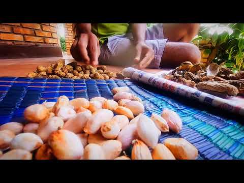 Peanut | Jumbo Peanuts | Dont Eat if you don't know | Are they good or bad for Stroke & Heart ?