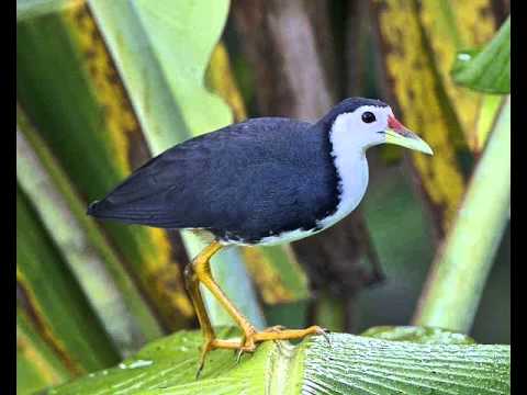 Ruak Ruak Novyj Trend Smotret Onlajn Na Sajte Trendovi Ru