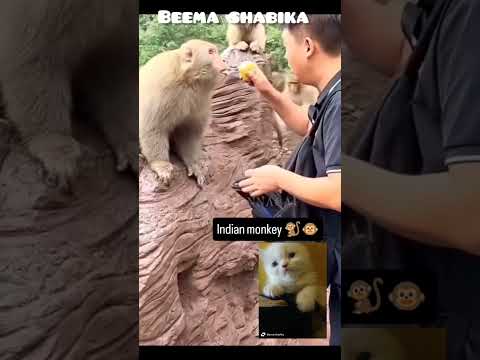 cat's funny videos 🤣🤣 #catvideos #trendingshorts #catfunny #funny #funnycatvideos #comedy