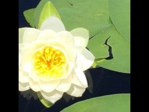 69. Pentru a-ti Dezvolta o Aura Mistica